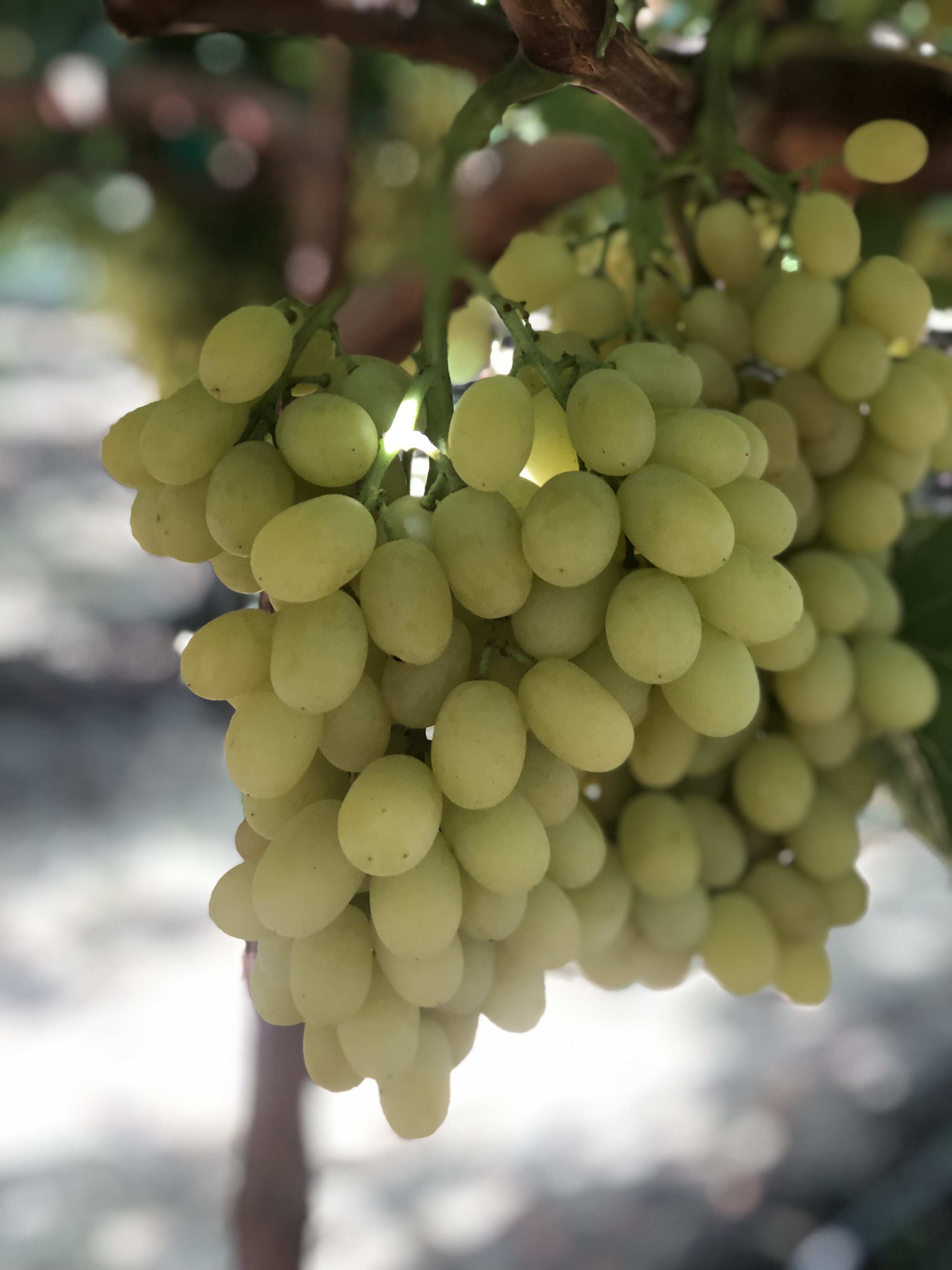 Green grapes on the vine