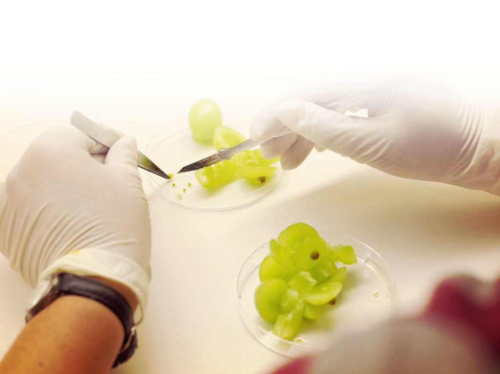 Gloved hands cutting into grapes in petri dishes