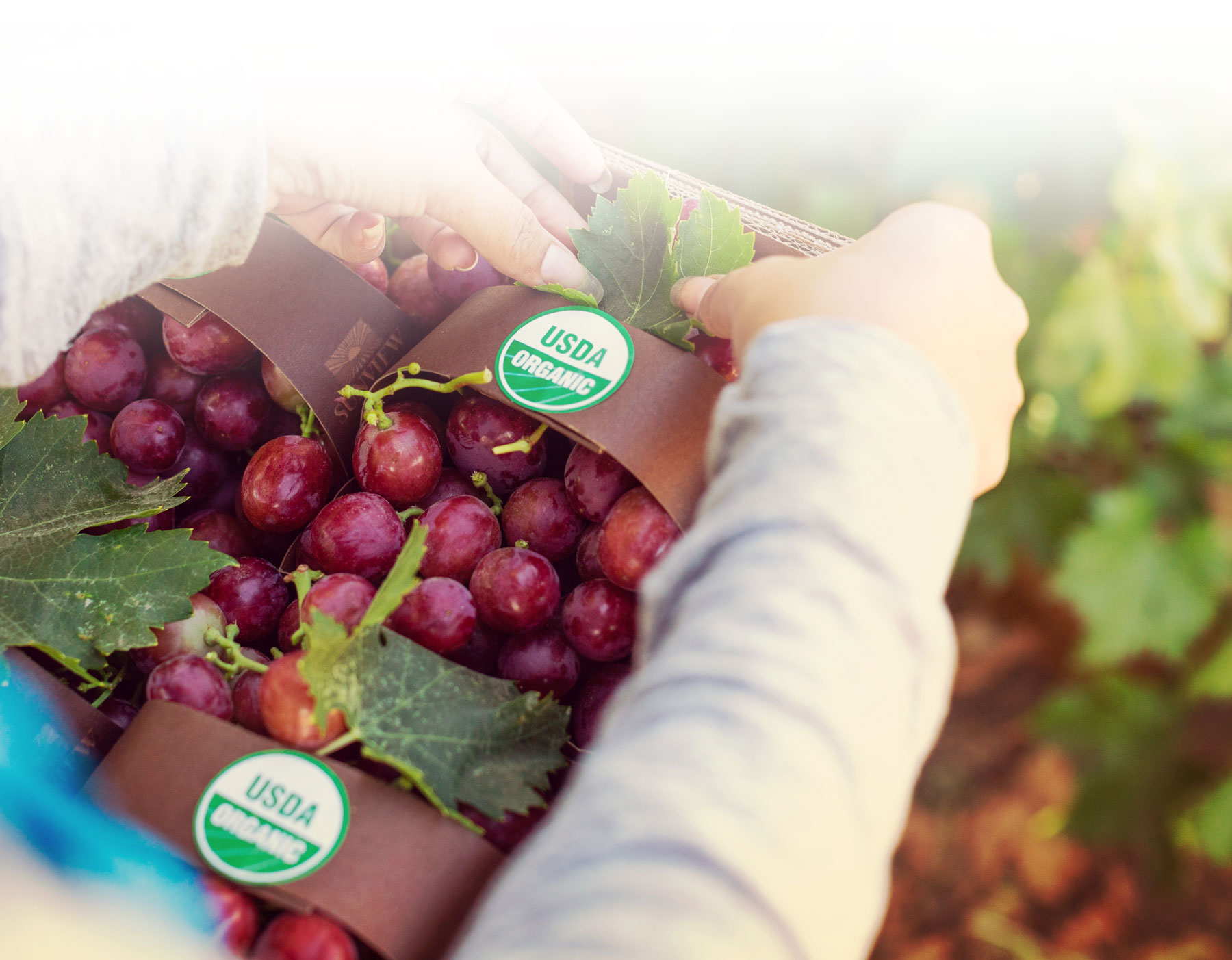Person holding red grapes with USDA Organic stickers