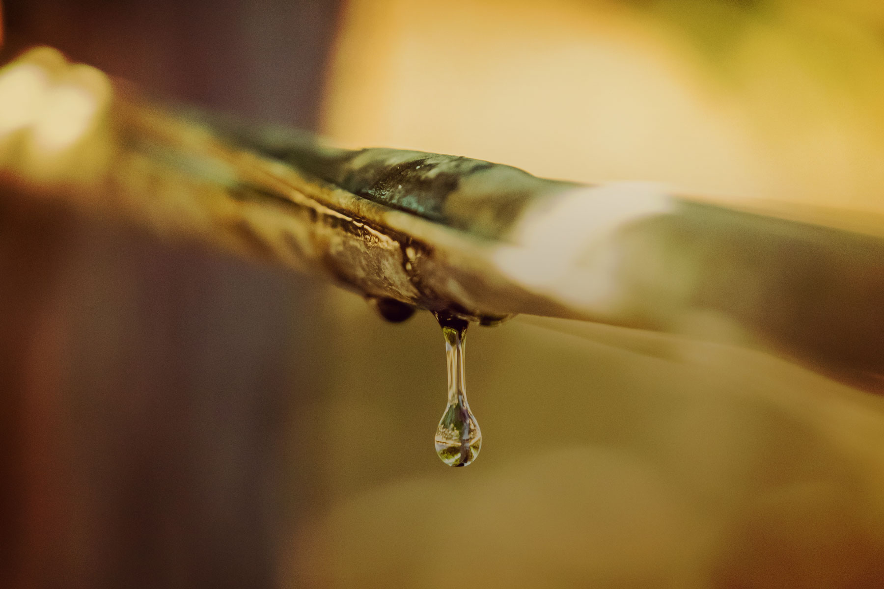 Close up view of a water droplet on vine