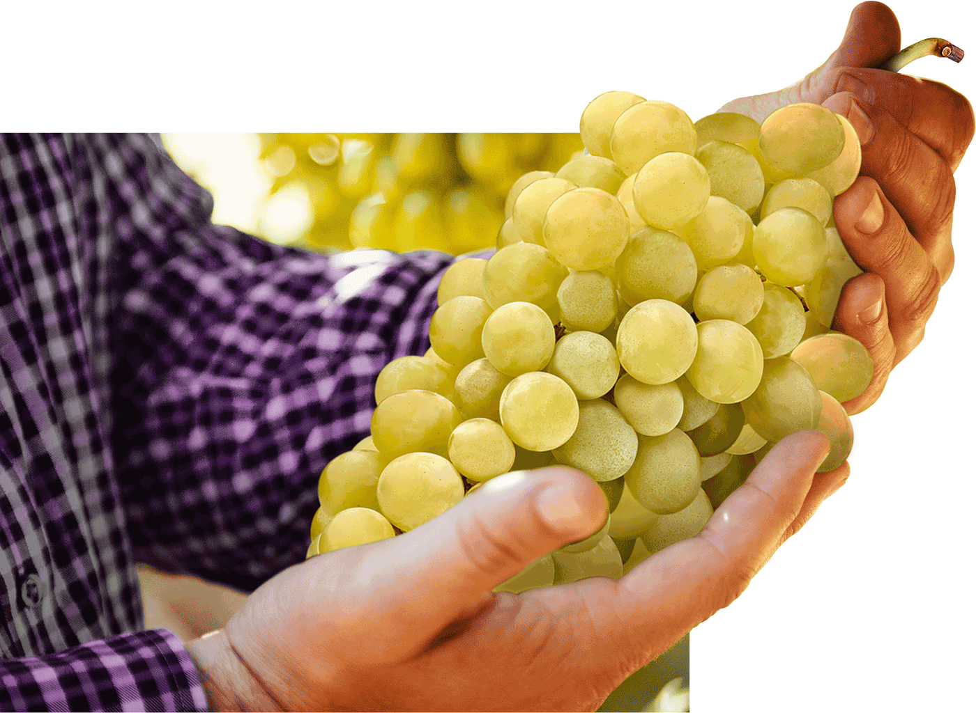 Hands holding golden grapes