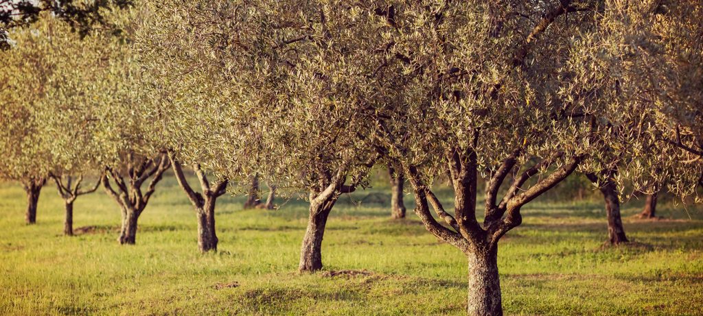 olive orchard trees